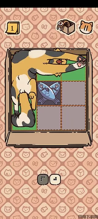 盒子猫